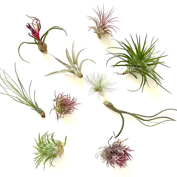 air plants rochester ny Air Plant Bundle- 12 Random Air Plant Variety Pack