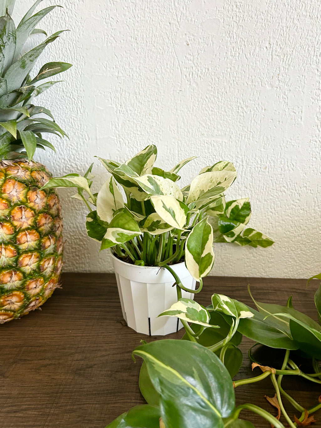 njoy pothos light Pothos Njoy