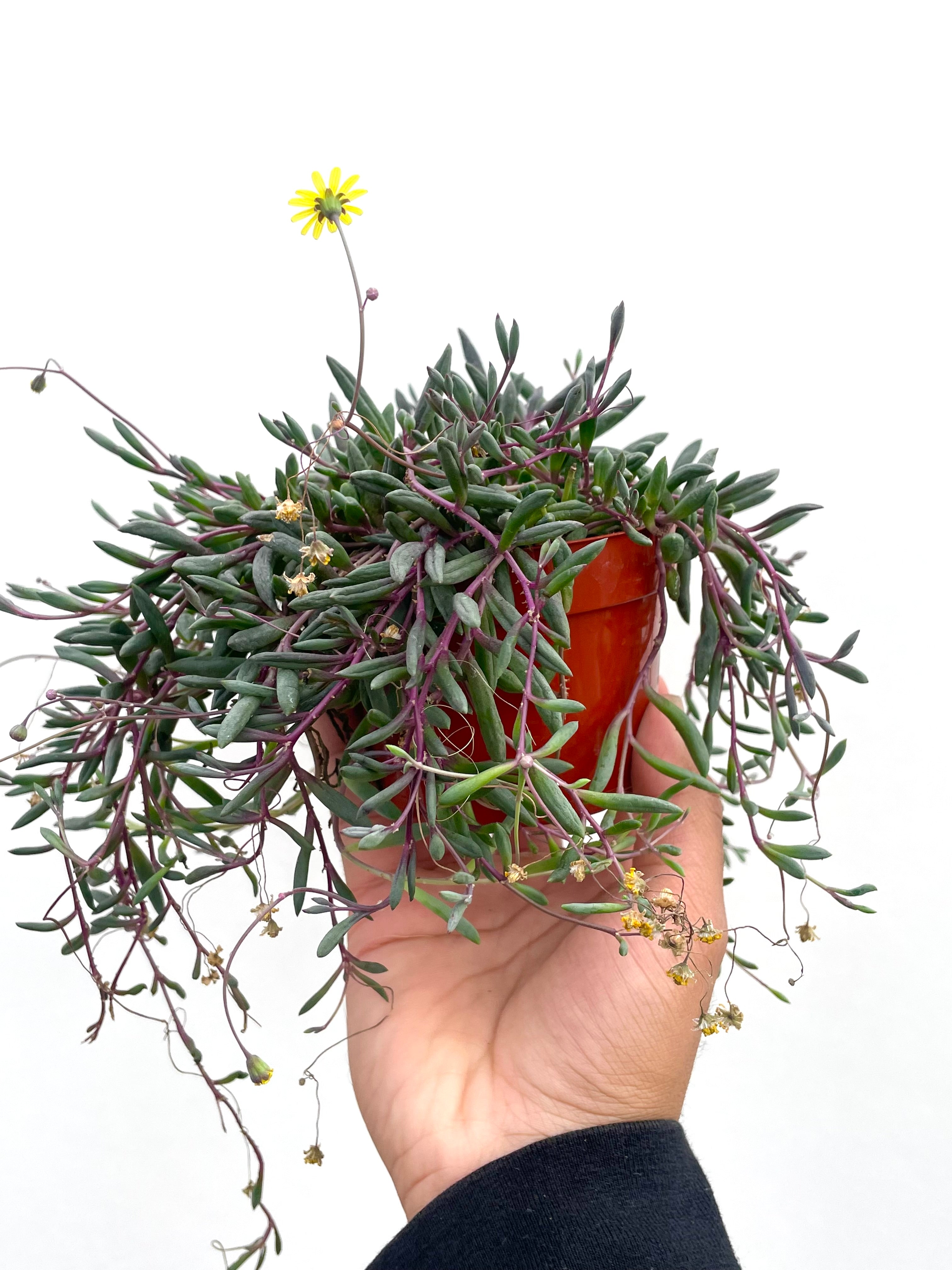 flowering string of rubies succulent