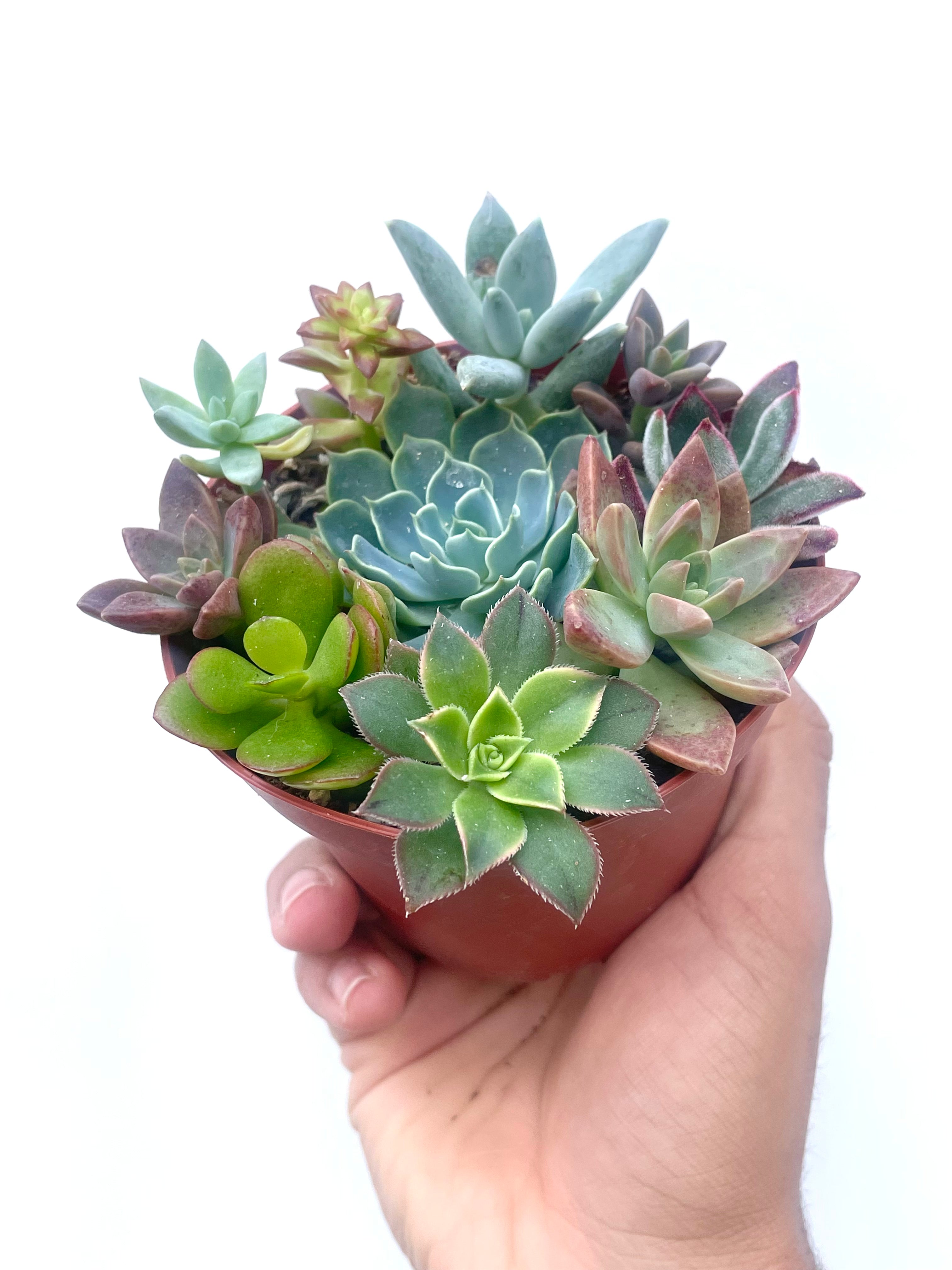 mixed succulents in pot