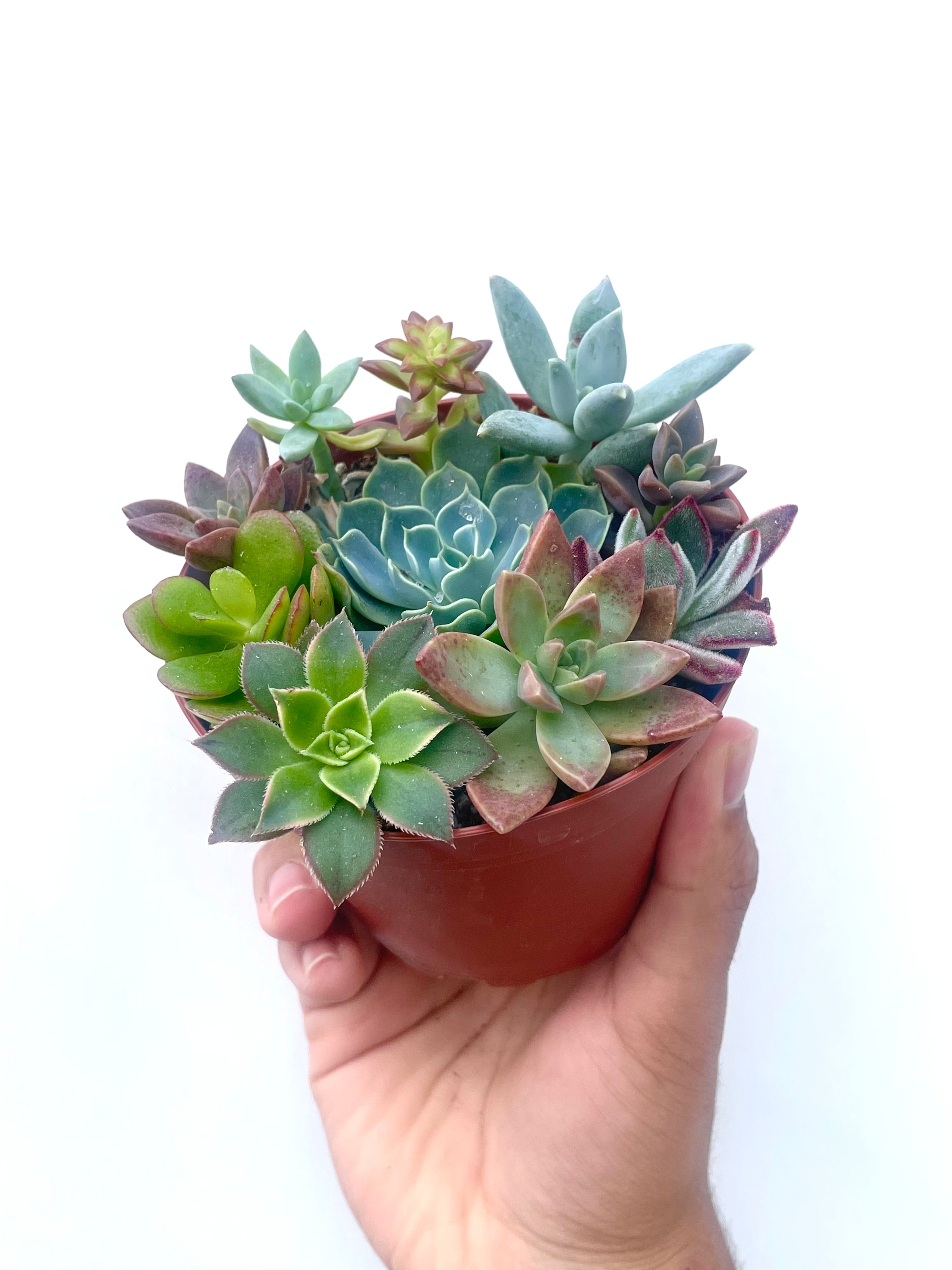 colorful succulent arrangement