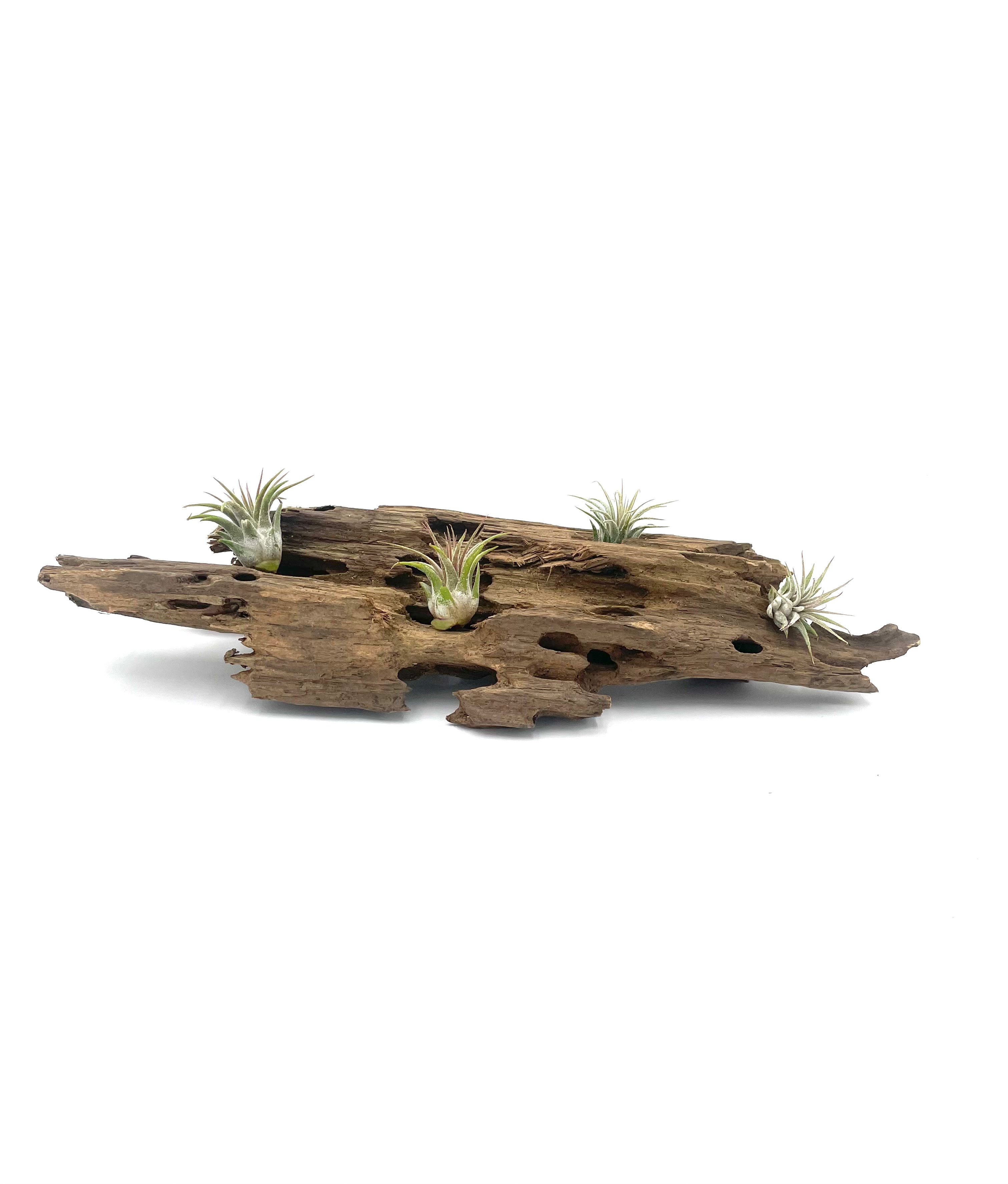 Dragon Wood Natural Air Plant Display
