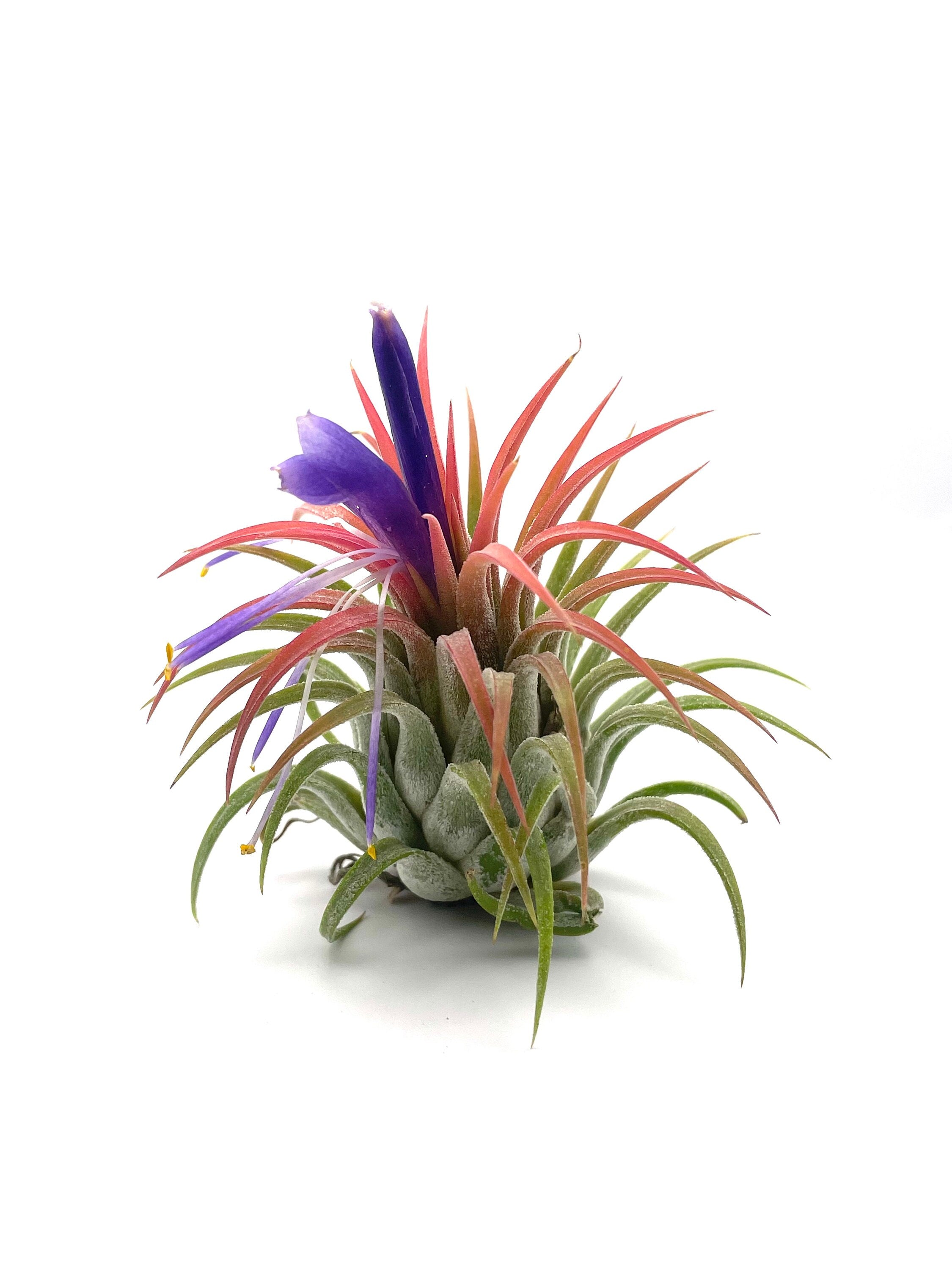 colorful air plant