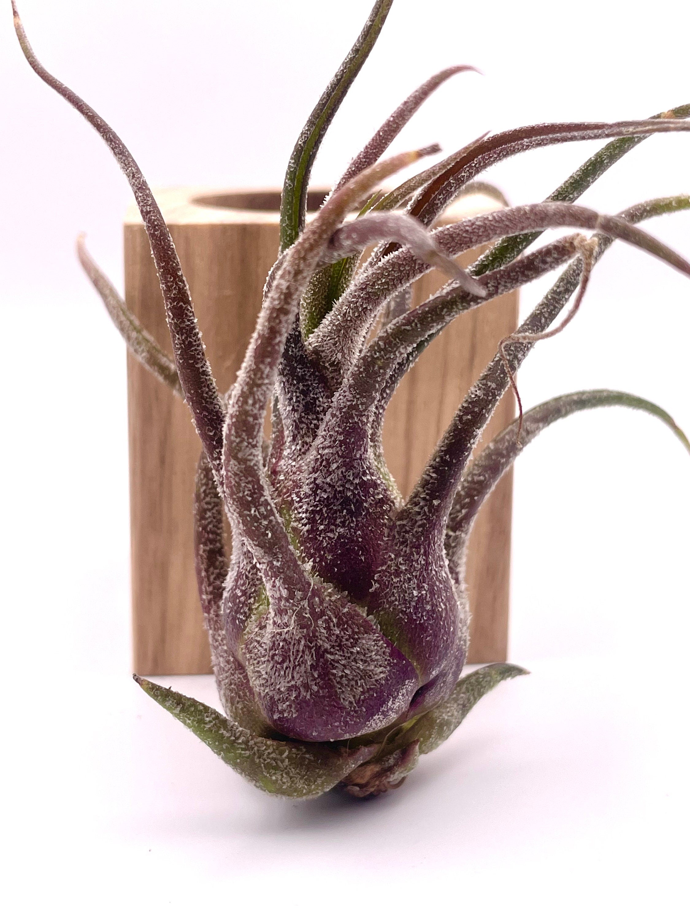 Rare Purple Air Plant - Tillandsia Pruinosa